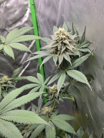Bruce Banner #4  — flower, day 107