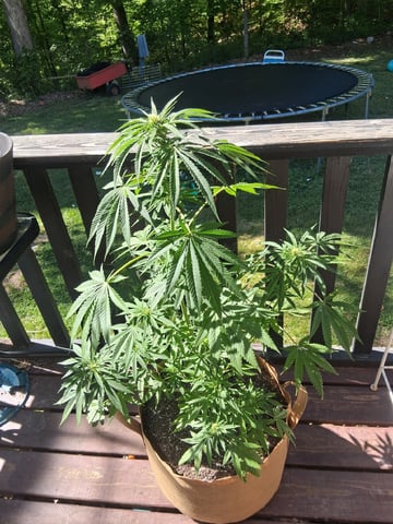 First Indoor Grow  — flower, day 74