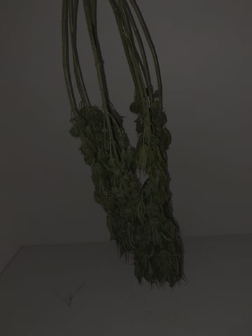 Pineapple Chunk/Runtz — flower, day 135