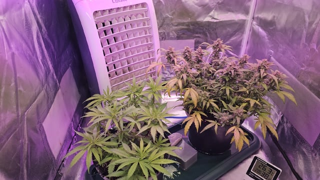 Amnesia Haze Run — vegetative, day 14