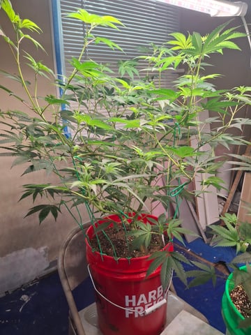 III — flower, day 106