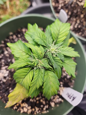 Mephisto Schoolyard Crush Grow-Pop tart OG and Apple Crush — flower, day 45