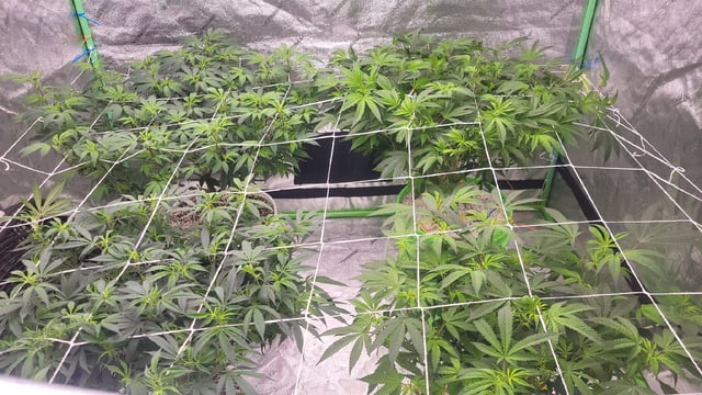 1st grow indoors(cardboard box to 2x2x4 to 5x5x6) — flower, day 88