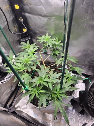Looking for advice! — vegetative, day 43