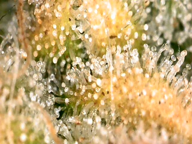 high octane x holy grail  — auto, day 48