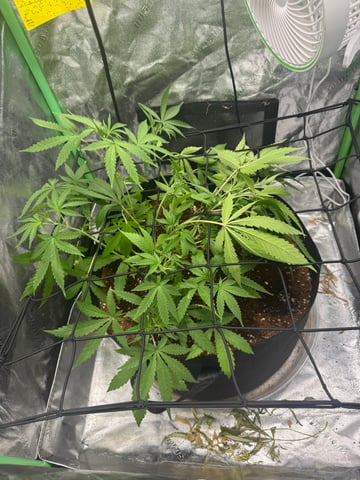 First Auto Run — vegetative, day 18