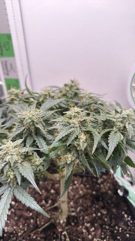Midsummer Outdoor — flower, day 71