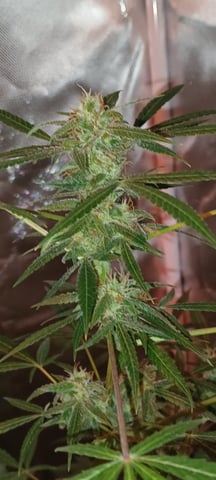 aurora auto — flower, day 77