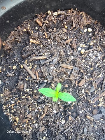 1st Grow — seedling_rooting, day 7