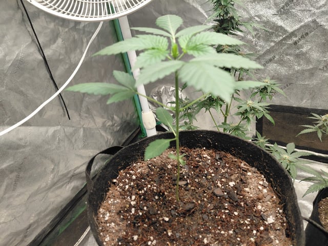Growing  A New One — vegetative, day 7