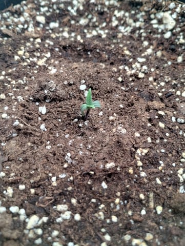 Round 2🥊 — seedling_rooting, day 12