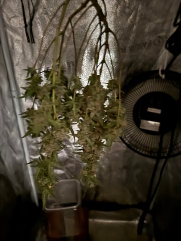 my grow — harvest, day 36