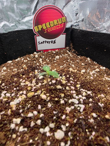 Sapphyre & Rockslide — seedling_rooting, day 4
