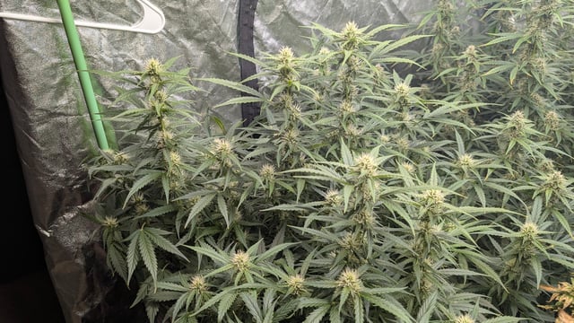Strawberry Cheesecake Seedsman Seeds Autoflowers x2 — flower, day 66