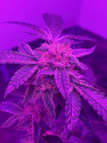 White Widow & Skittlez — flower, day 53