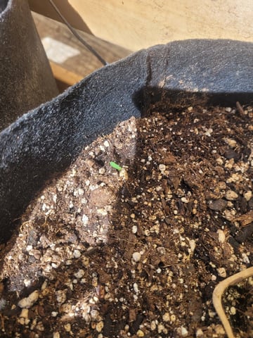 Clones And Hermie Seeds — vegetative, day 26