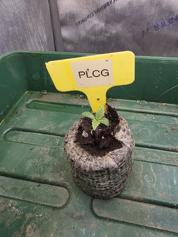 Granny Candy and PLCG — germination, day 8
