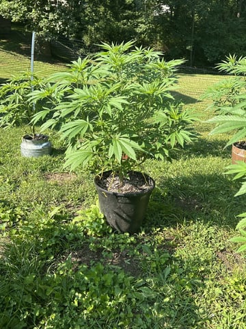 2026 Outdoor — vegetative, day 75