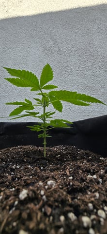 Mystery Weed Plant — vegetative, day 49