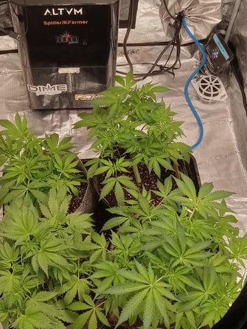 critical purple kush x peyote wifi  in the auto pot system tray 2 grow with added microhazian to the coco coir  — vegetative, day 46