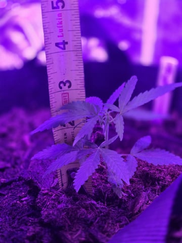 1st Ever Grow — vegetative, day 38