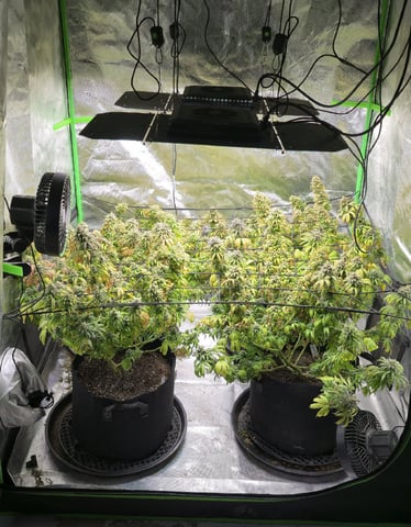 This grow may be interesting! — flower, day 170