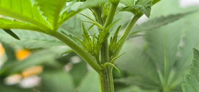 Mystery Weed Plant — vegetative, day 94