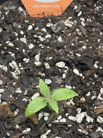 BloodMoon Gelato — seedling_rooting, day 14