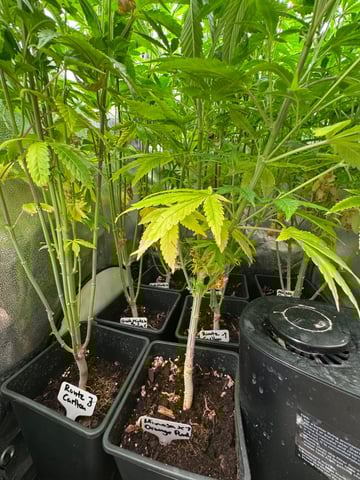 Mimosa x Orange Punch, Runtz Carlton, Gush Mints x Grape Cake Cream — vegetative, day 55