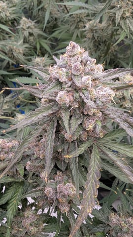 Perpetual Autoflower Mixed Grow #3 — flower, day 70