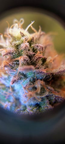 winter grow — flower, day 144