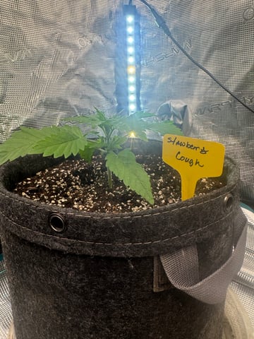  strawberry cough — vegetative, day 4