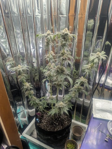 B E A utiful  — flower, day 134