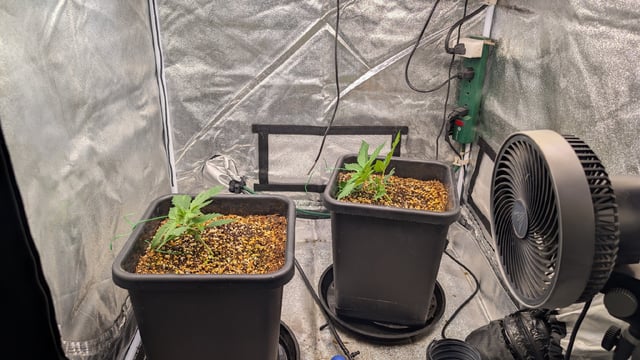 Grow 3 — vegetative, day 21