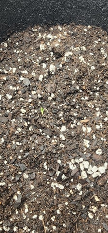 FastBuds Trainwreck Auto — germination, day 4