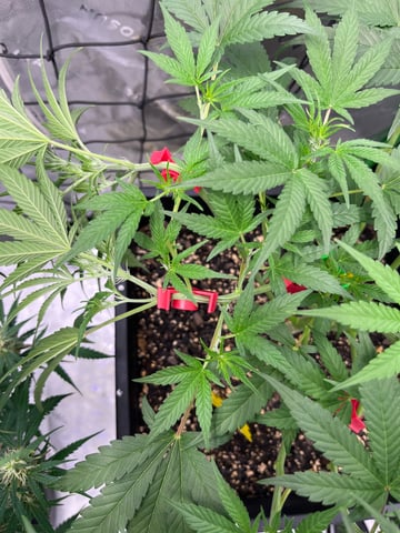 tropicana cookie purple  — flower, day 38