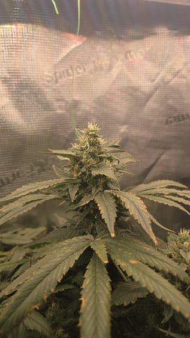 Purple Haze — flower, day 73