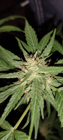 first time  — flower, day 23