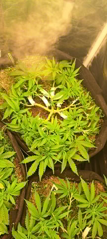 First Grow with the new setup  — auto, day 55