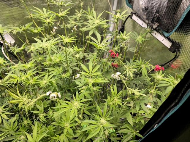 Crushberry Sugar and Khumbu Ice Fall  — flower, day 69