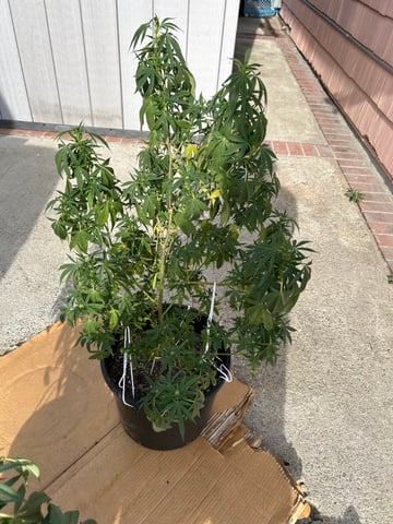 unknown hybrid possibility  — flower, day 13