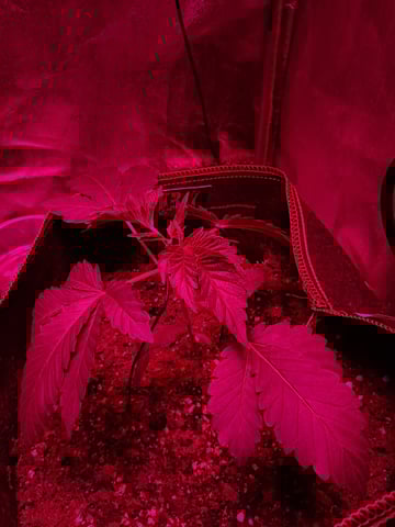 II — vegetative, day 15