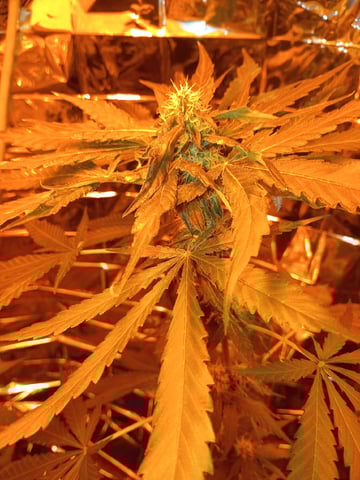 first grow — flower, day 21