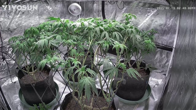 outdoor start/indoor 2025 — vegetative, day 118