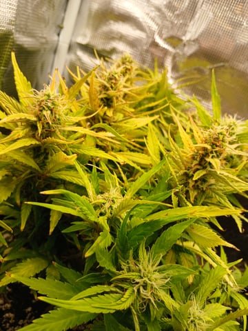 Auto Mystery 4  — flower, day 25