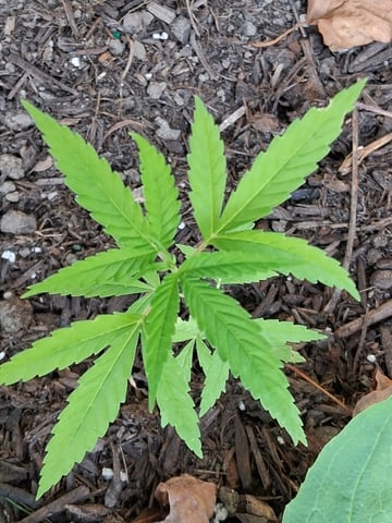 first grow  — vegetative, day 1