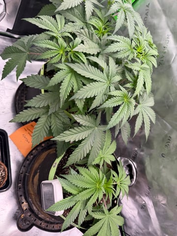 Yeti Milk Grow Off  — vegetative, day 6