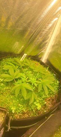 First Grow with the new setup  — vegetative, day 34