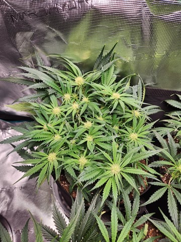 Autoflower grow. my first grow  — flower, day 43