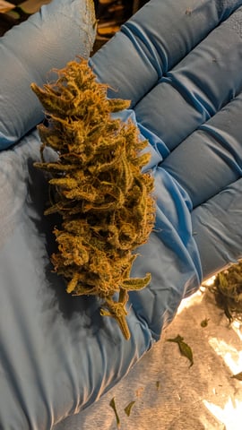 Grow 1 — harvest, day 84